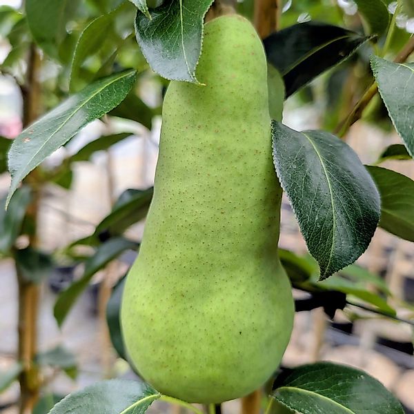 Birne Abate Fetel 100 - 120 cm Pyrus communis günstig online kaufen