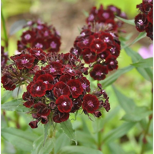 Bartnelke Nigrescens - Dianthus barbatus günstig online kaufen