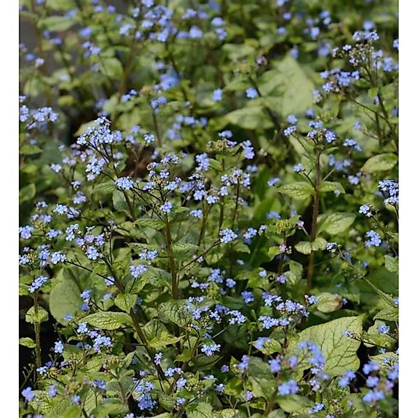 Kaukasus Vergißmeinnicht Looking Glas - Brunnera macrophylla günstig online kaufen