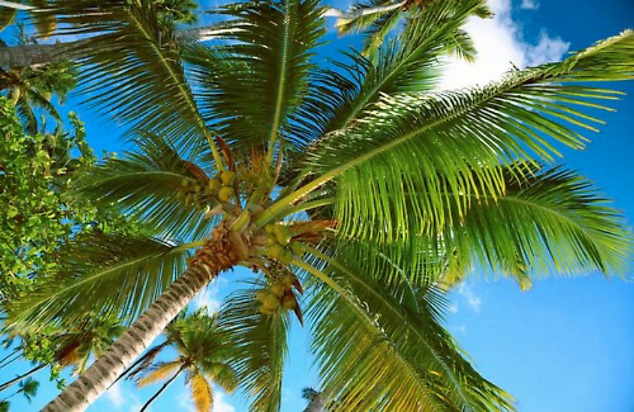 Papermoon Fototapete »PALMEN-NATUR BÄUME DSCHUNGEL PFLANZEN STRAND PALME ME günstig online kaufen