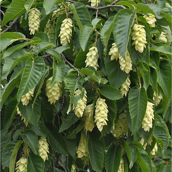 Gemeine Hopfenbuche 125-150cm - Ostrya carpinifolia günstig online kaufen