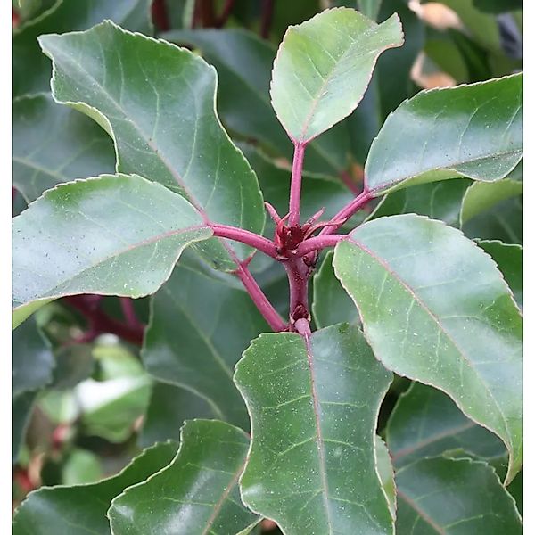 Portugiesische Lorbeerkirsche Brenelia 40-60cm - Prunus,usitanica günstig online kaufen