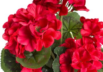 Botanic-Haus Kunstblume "Geranienbusch mit 6 Blütenköpfen" günstig online kaufen