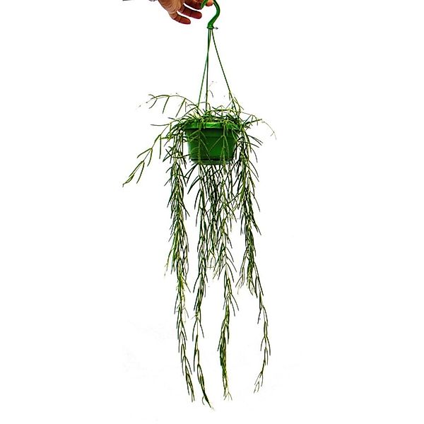 Exotenherz Zimmerpflanze zum Hängen Hoya Linearis Wachsblume 12cm Ampel günstig online kaufen