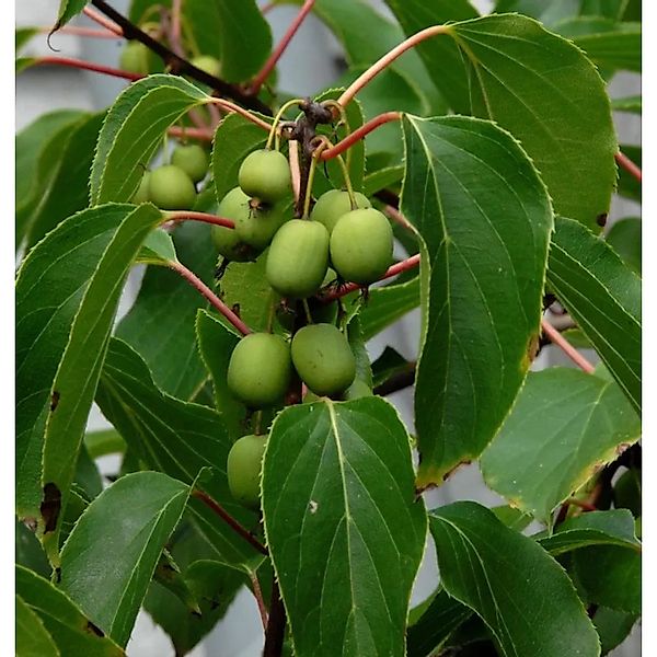 Kiwi 40-60cm - Actinidia arguta günstig online kaufen