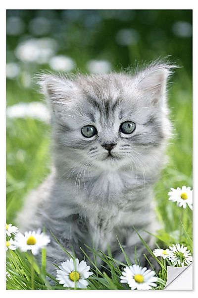 Posterlounge Wandbild graues Kätzchen, Greg Cuddiford, günstig online kaufen