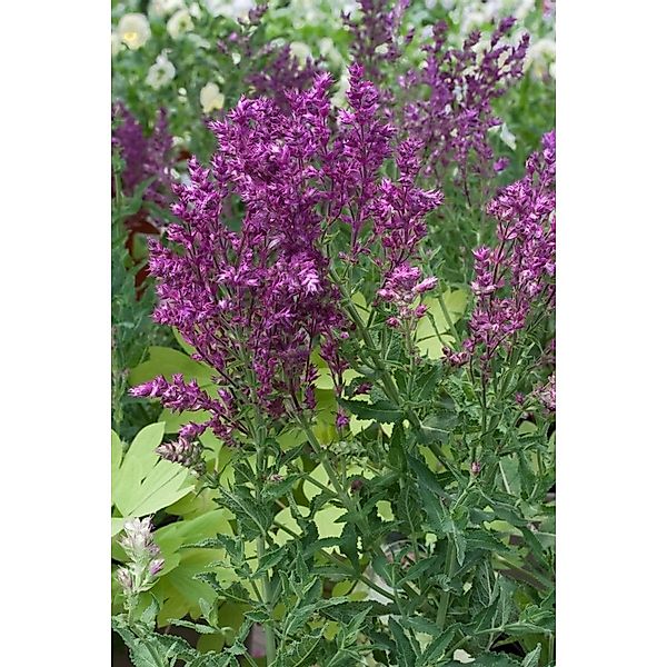 Salvia Nemorosa Schwellenburg Steppen-Salbei Ca. 9x9 cm Topf günstig online kaufen