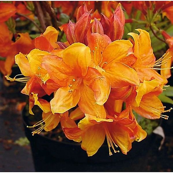 Azalee Sunny Boy 30-40cm - Rhododendron luteum - Alpenrose günstig online kaufen