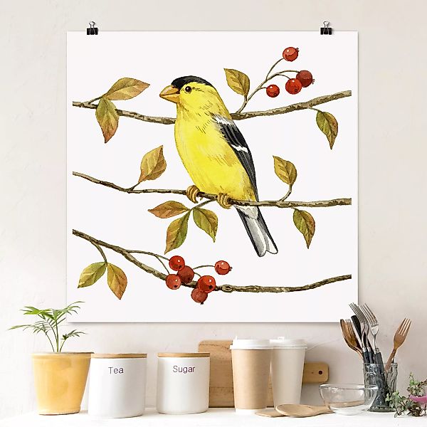 Poster Tiere - Quadrat Vögel und Beeren - Goldzeisig günstig online kaufen