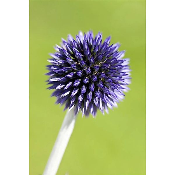 Echinops Ritro Veitchs Blue Kugeldistel Ca. 9x9 cm Topf günstig online kaufen