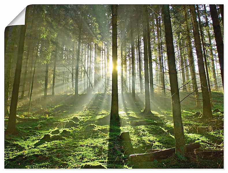 Artland "Wald im Gegenlicht" Wald 1 Stk. tlg. als Leinwandbild, Poster in v günstig online kaufen