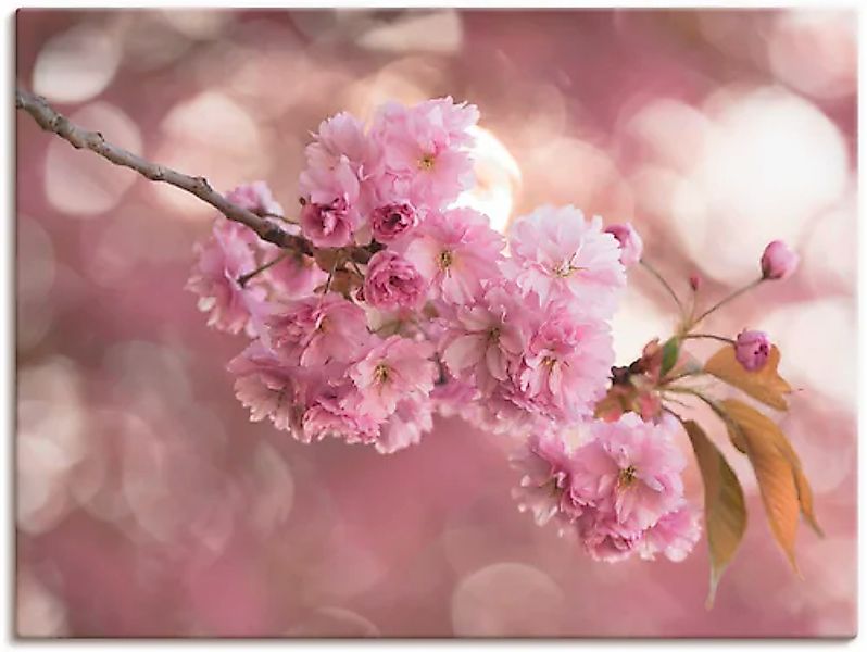 Artland Wandbild »Japanische Kirschblüte in Love III« 1 Stk. tlg. als Leinw günstig online kaufen
