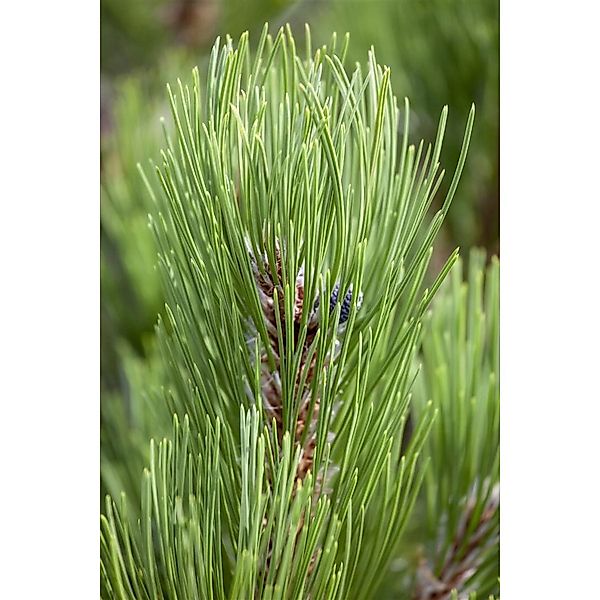 Pinus Heldreichii Compact Gem Bosnische Kiefer 70–80 cm günstig online kaufen