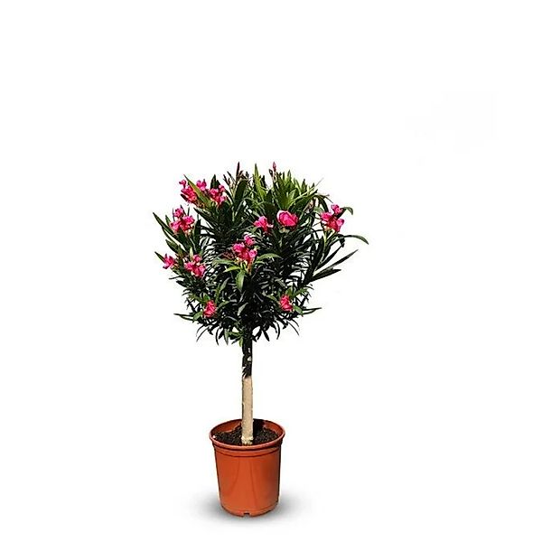 Sunny-Tree Oleander auf Stamm Farbe Rot Nerium Oleander Höhe 110-120 cm Pfl günstig online kaufen