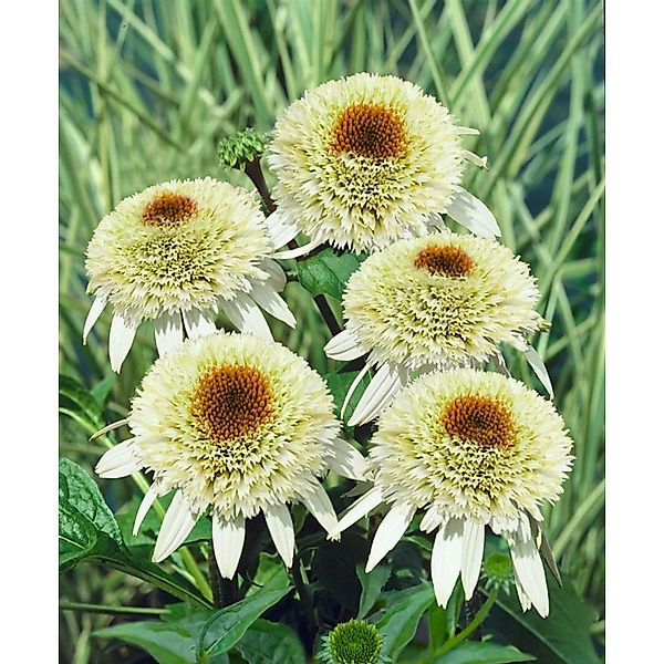 Echinacea Purpurea Scheinsonnenhut Milkshake R Ca 11x11 cm Topf günstig online kaufen