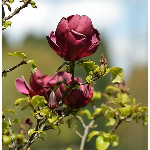 Schwarzrote Tulpenmagnolie 125-150cm - Magnolia günstig online kaufen