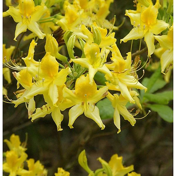 Laubabwerfende Azalee 50-60cm - Rhododendron luteum - Alpenrose günstig online kaufen