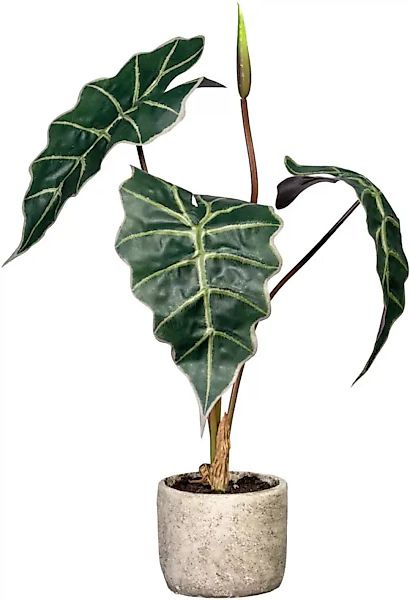 Creativ green Künstliche Zimmerpflanze »Alocasia« günstig online kaufen