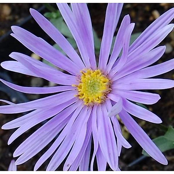 Sommeraster Silbersee - Aster amellus günstig online kaufen