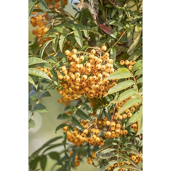 Sorbus Aucuparia Autumn Spire -R- Eberesche 100–125 cm günstig online kaufen