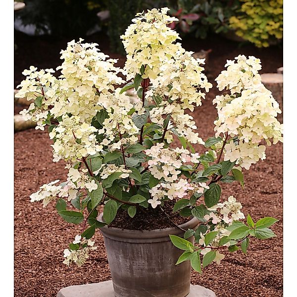 Rispenhortensie Wims Red 80-100cm - Hydrangea paniculata günstig online kaufen