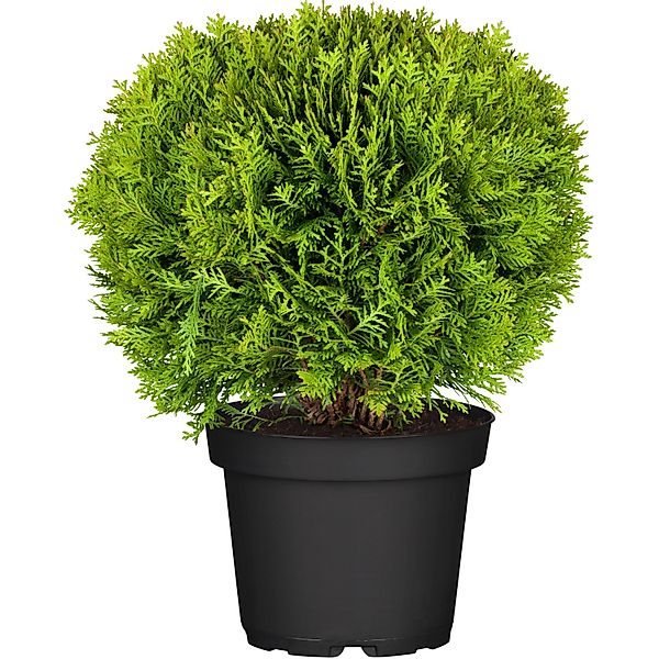 OBI Kugel-Lebensbaum Danica Höhe ca. 10 - 20 cm Topf ca. 2, Thuja günstig online kaufen