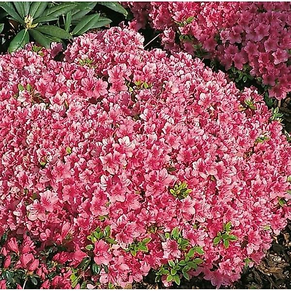 Japanische Azalee Michiko 20-25cm - Rhododendron obtusum - Zwerg Alpenrose günstig online kaufen