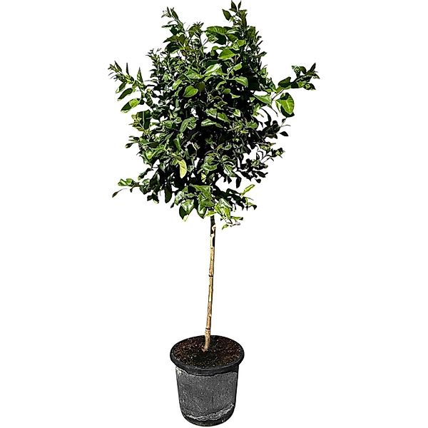 Sunny-Tree Zitronenbaum Große 160 Zentimeter Citrus Limon Obstbaum Fruchtbi günstig online kaufen