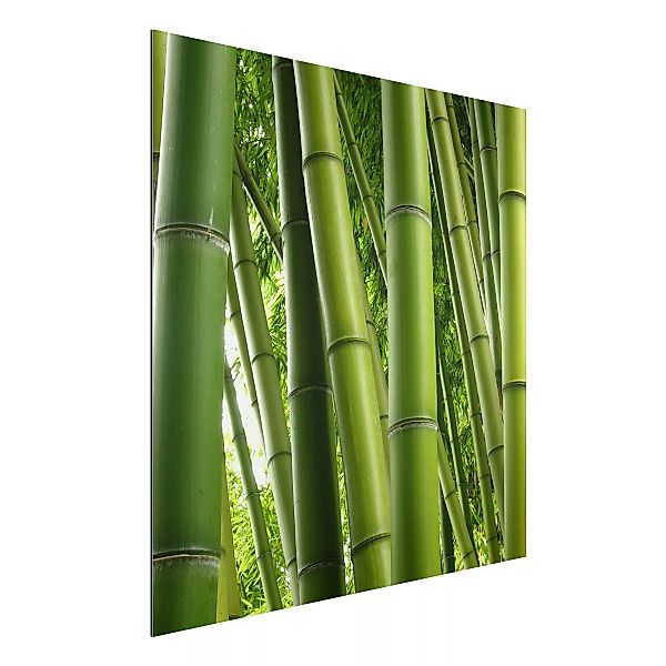Alu-Dibond Bild Natur & Landschaft - Quadrat Bamboo Trees No.1 günstig online kaufen