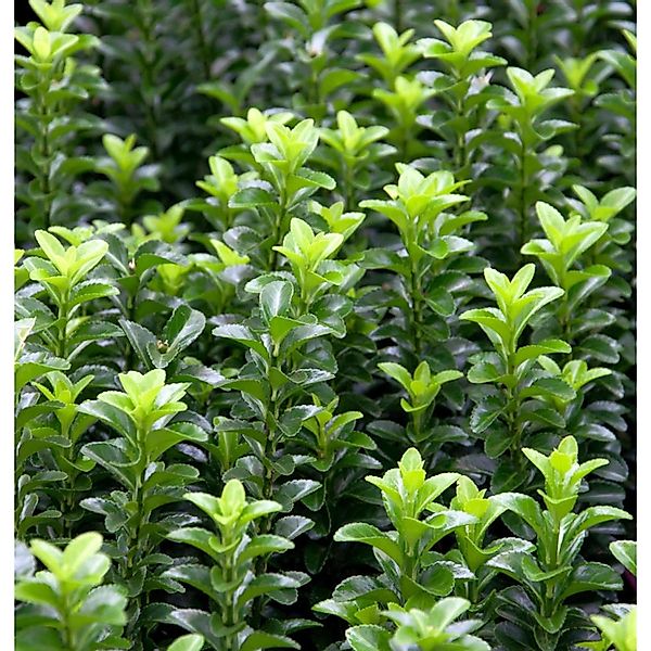 Kriechspindel Green Empire 10-15cm - Euonymus japonicus günstig online kaufen