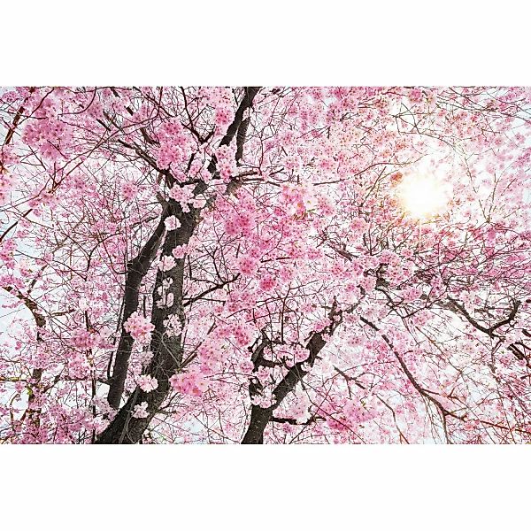 Komar Fototapete Vlies Provence  400 x 260 cm günstig online kaufen