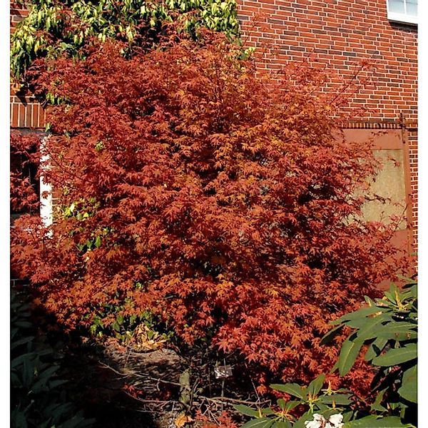 Rotaustreibender Fächerahorn Deshojo 30-40cm - Acer palmatum günstig online kaufen