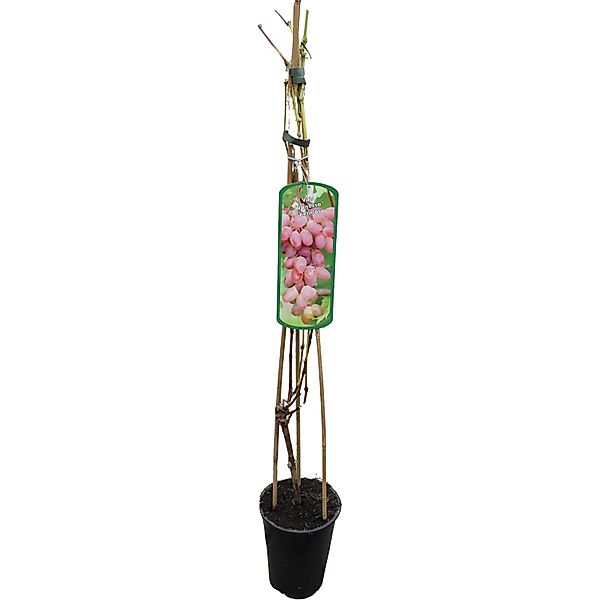GROW by OBI Weinrebe Vanessa Rosarot H ca. 80-100 cm Topf ca. 3 l Vitis vin günstig online kaufen