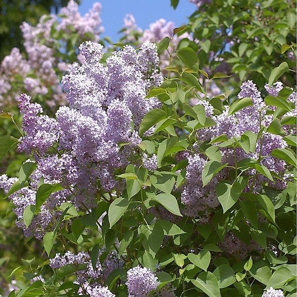 Wildflieder 80-100cm - Syringa vulgaris günstig online kaufen