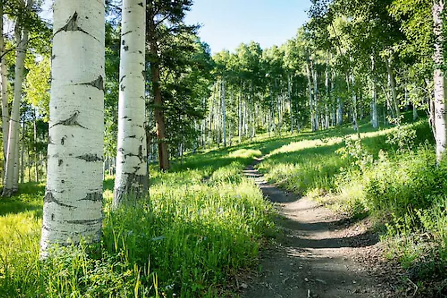 Papermoon Fototapete »Birkenwald« günstig online kaufen