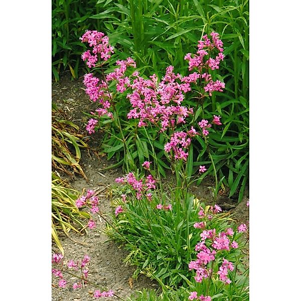 Lychnis Viscaria Feuer Pechnelke Ca. 9x9 cm Topf günstig online kaufen