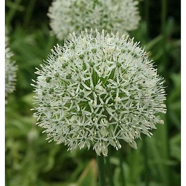 Zierlauch Mount Everest - Allium stipitatum günstig online kaufen