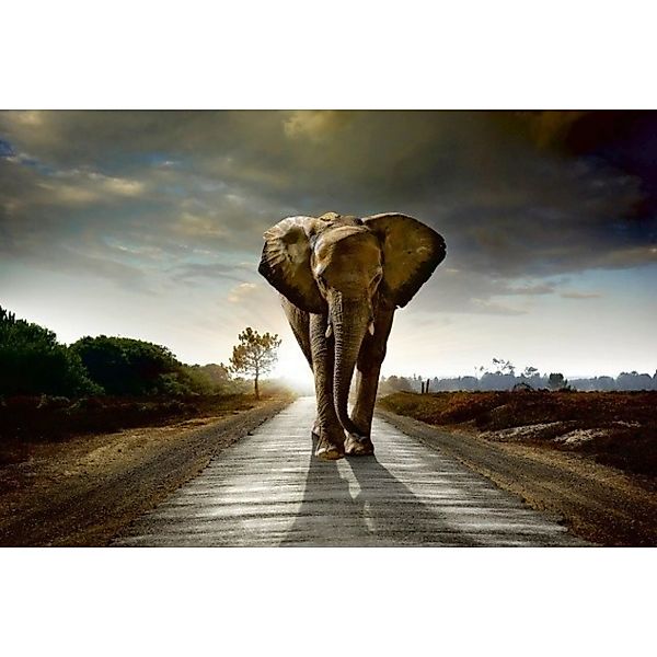 Fototapete WALKING ELEPHANT  | MS-5-0225 | Grau | Digitaldruck auf Vliesträ günstig online kaufen