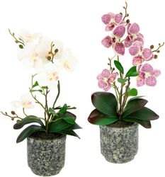 Kunstpflanze Orchidee, I.GE.A., Höhe 38 cm, günstig online kaufen
