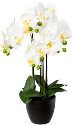 Kunstorchidee Phalaenopsis im Resintopf Orchidee Phalaenopsis, günstig online kaufen