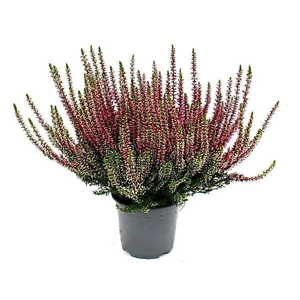 Exotenherz Calluna Vulgaris Set mit 3 Pflanzen Besenheide Heidepflanze Wint günstig online kaufen