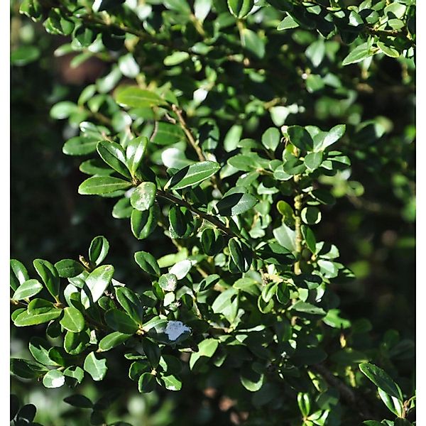 Bonsai Japanische Stechpalme Ilex Glorie Gem 60-80cm - Ilex crenata günstig online kaufen