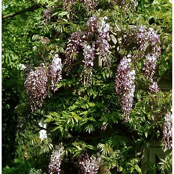 Niedriger Blauregen Shiro Beni 60-80cm - Wisteria sinensis günstig online kaufen