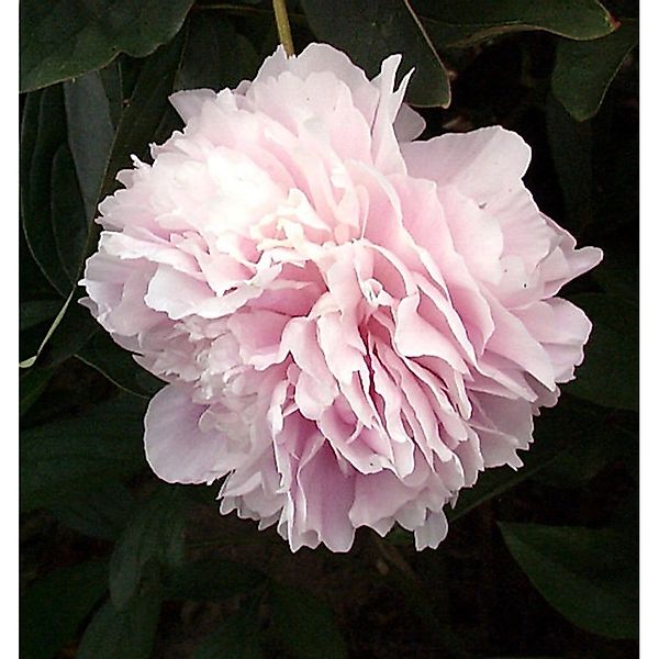 Edelpfingstrose Sarah Bernhardt - Paeonia lactiflora günstig online kaufen