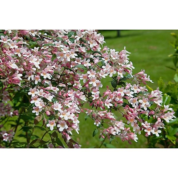Kolkwitzia Amabilis Perlmuttstrauch Pink Cloud 100-125 cm günstig online kaufen