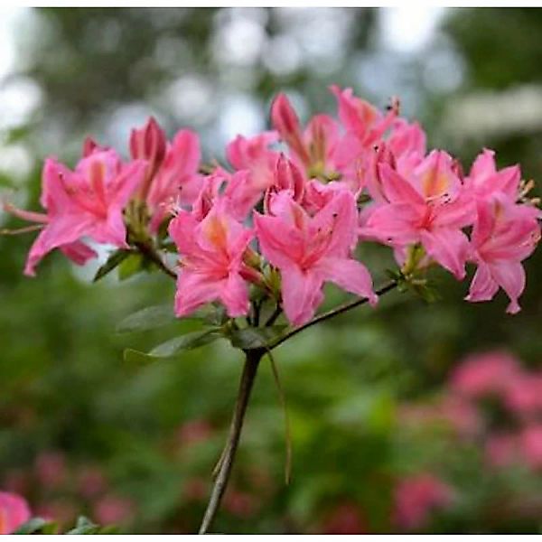 Rhododendron Pennsylvania 50-60cm - Rhododendron viscosum günstig online kaufen