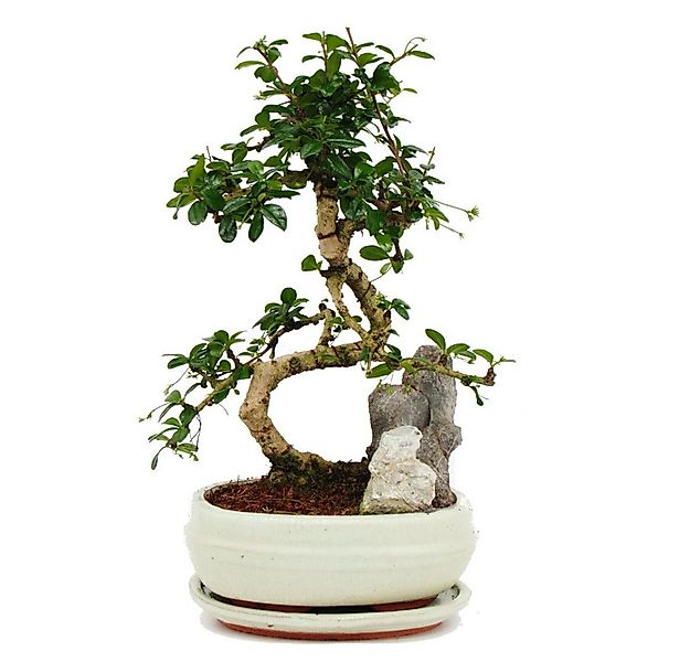 Exotenherz Zimmerpflanze Bonsai Fukientee Carmona microphylla Felslandschaf günstig online kaufen