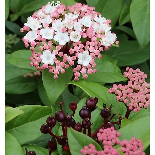 Hochstamm Mittelmeer Schneeball Purpurea 60-80cm - Viburnum tinus günstig online kaufen