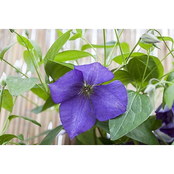 Clematis Hybride Jackmanii Waldrebe Violett 80–100 cm günstig online kaufen