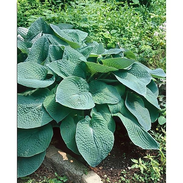 Hosta X Cult. Green Friend Tomatoes Ca. 11x11 cm Topf günstig online kaufen